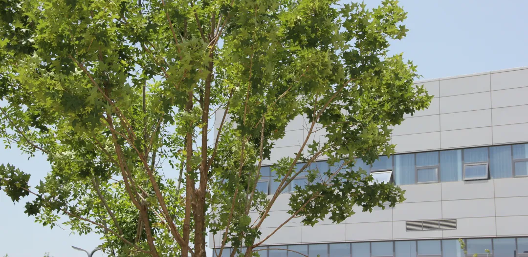 @您有一棵樹待認領&hellip;